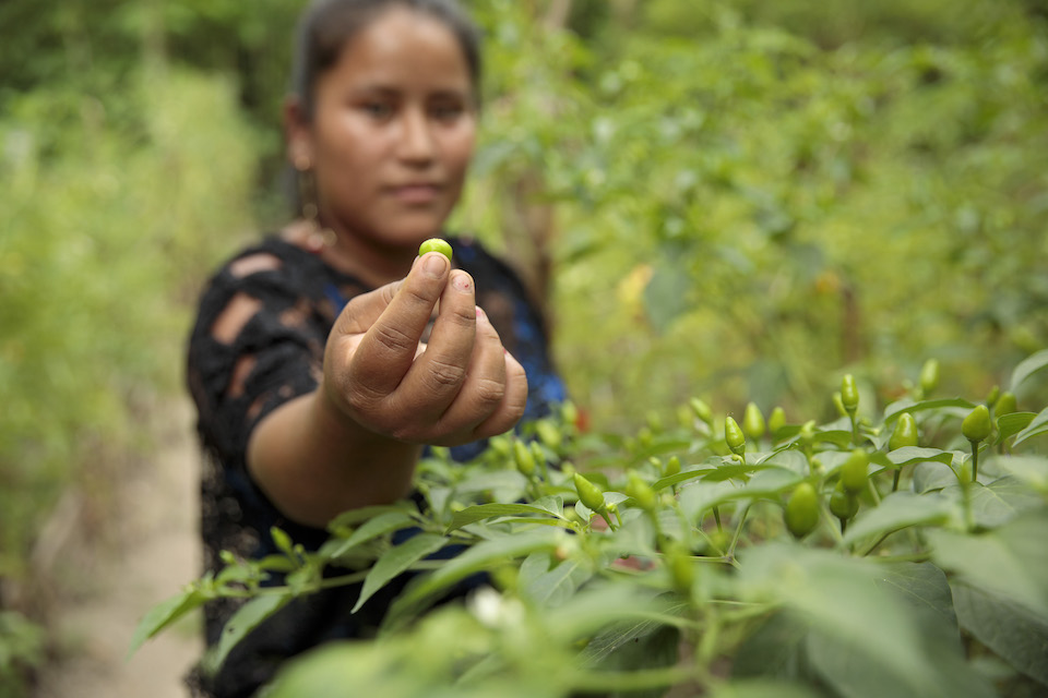 Elena Sam Pec lives in Puente Viejo, a mostly agrarian indigenous community in Guatemala. The women of the village participate in a joint programme by UN Women, World Food Programme (WFP), Food and Agriculture Organization of the United Nations (FAO), and the International Fund for Agricultural Development (IFAD), which is empowering more than 1,600 rural women to become economically self-reliant. Photo: UN Women/Ryan Brown