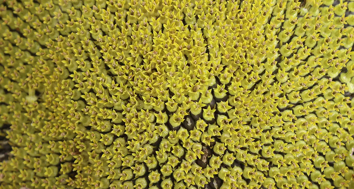 Sunflowers, Kazungula, Southern Province, Zambia, February 2023. Photo: UNDP Climate/Vanessa Wematu Akibate
